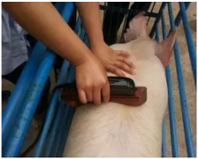 臨產母豬背膘厚對美系大白母豬繁殖性能的影響